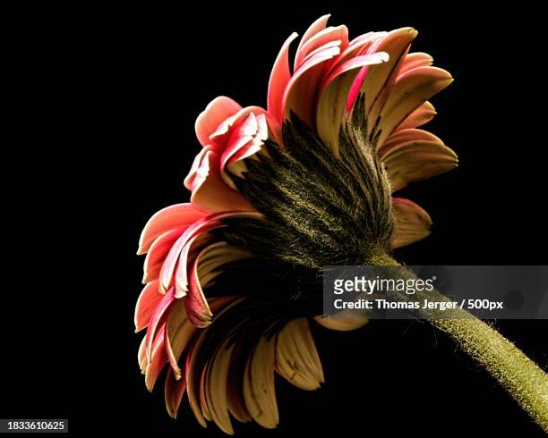 close-up of flower against black background - biology stock pictures, royalty-free photos & images