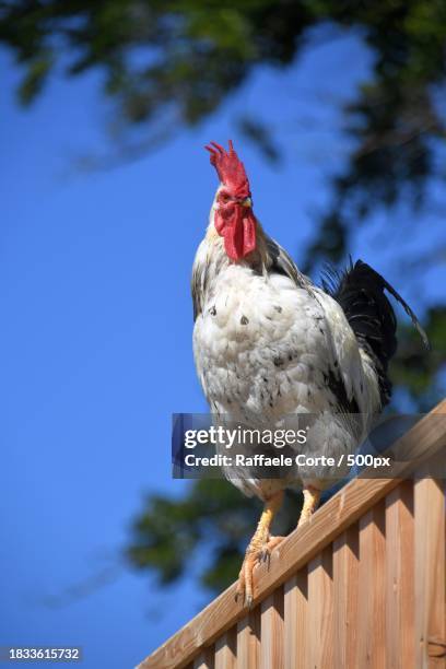 low angle view of chicken perching on railing - raffaele corte stock-fotos und bilder