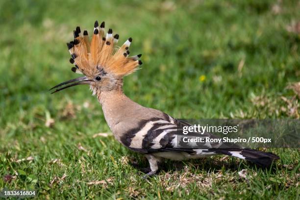 close-up of hoopoe perching on grassy field,israel - hoopoe stock pictures, royalty-free photos & images