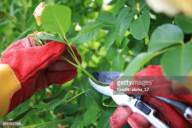 cutting the rose bushes - red roses garden 個照片及圖片檔