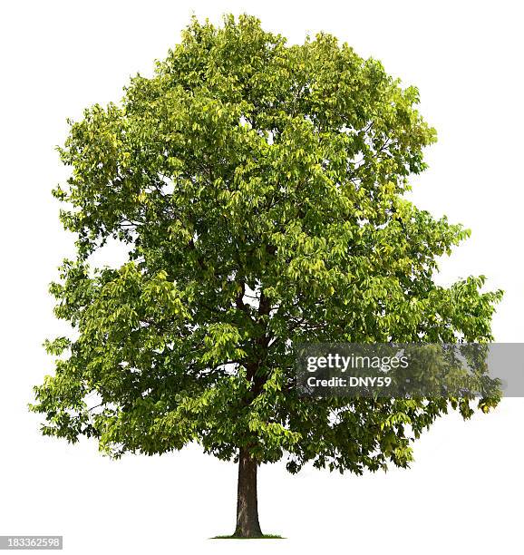 tree - olm stockfoto's en -beelden