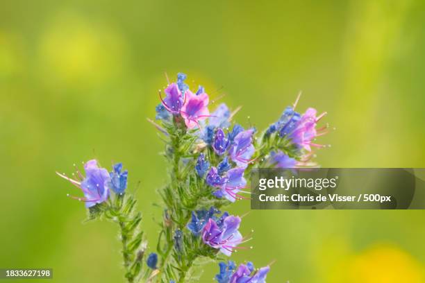 close-up of purple flowering plant - viser stock pictures, royalty-free photos & images