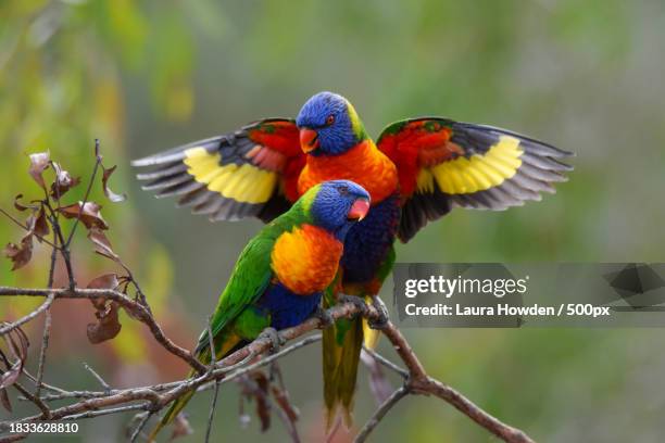 close-up of birds perching on branch - regenbogenpapagei stock-fotos und bilder