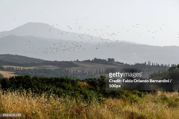 scenic view of birds flying over field against sky,pienza,siena,italy - animali stock pictures, royalty-free photos & images