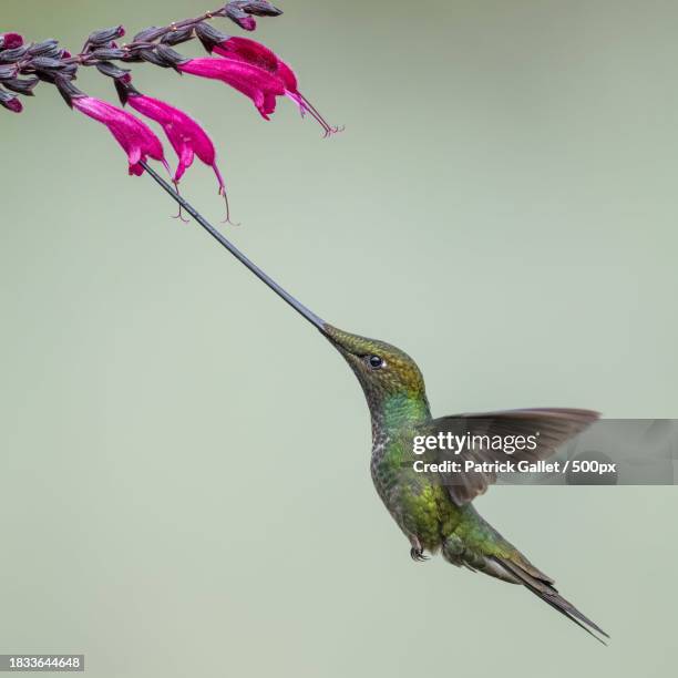 close-up of hummingbird flying by lake - colibrí de pico espada fotografías e imágenes de stock