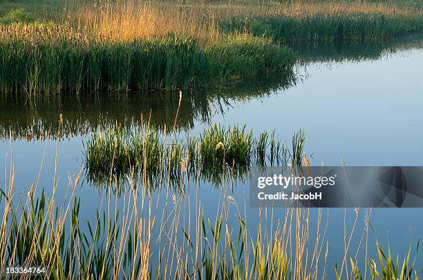 Bridge Reeds Water Field Of Reeds Photos and Premium High Res Pictures - Getty Images