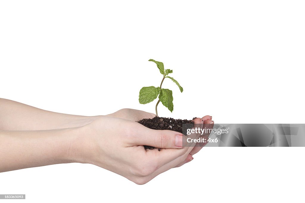 Hand hält eine Pflanze