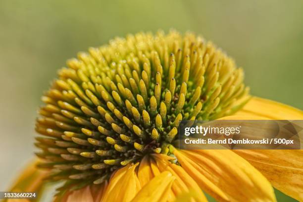 close-up of yellow flower - bernd dembkowski 個照片及圖片檔