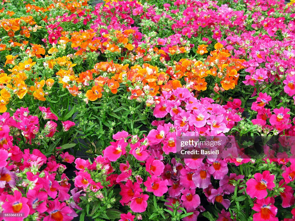 Summerflowers Nemesia-colorato