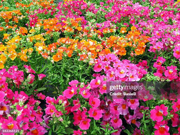nemesia - colorful summerflowers - trapdoor spider stock pictures, royalty-free photos & images