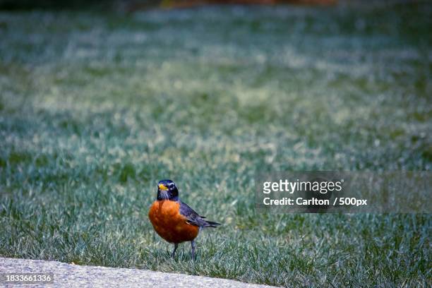 close-up of robin perching on field,city of providence,rhode island,united states,usa - carlton stock pictures, royalty-free photos & images