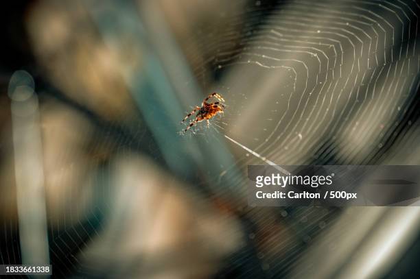 close-up of spider on web,rhode island,united states,usa - carlton stock pictures, royalty-free photos & images