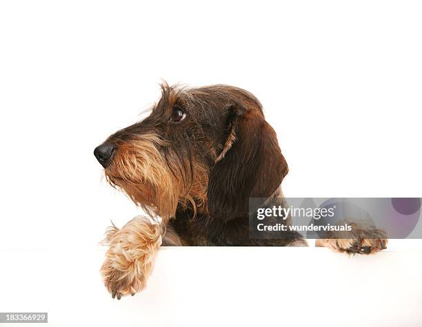 wire-haired dachshund looking away at copy space - wire haired dachshund stock pictures, royalty-free photos & images