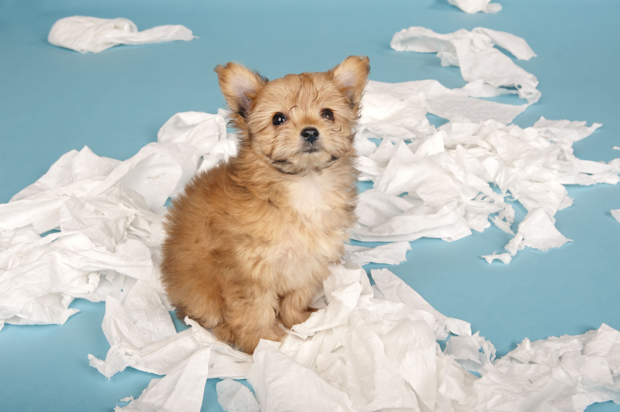 puppy training class