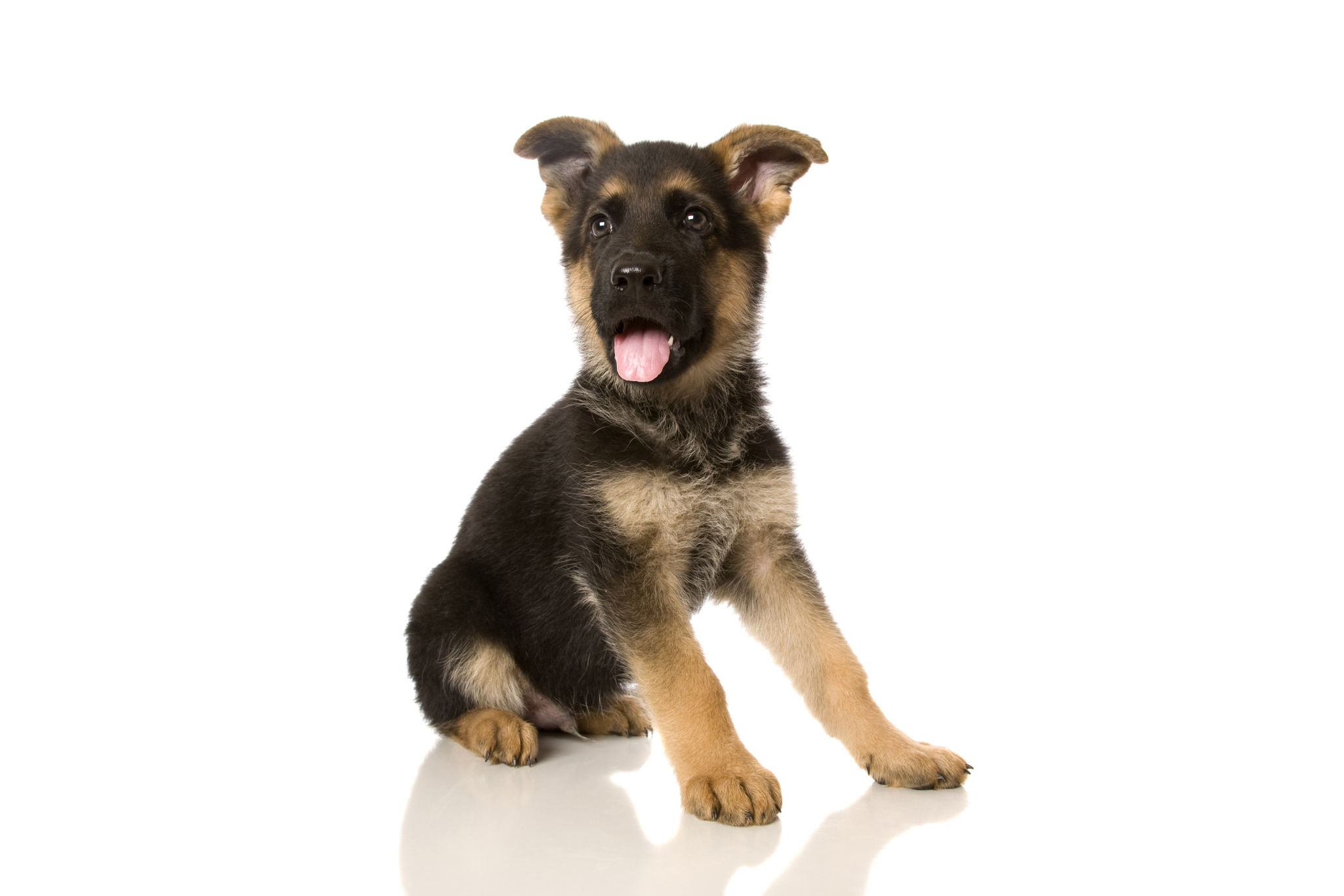german shepherd puppy