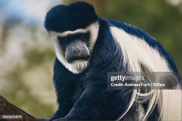 close-up of black and white colobus - kontrastreich stock pictures, royalty-free photos & images