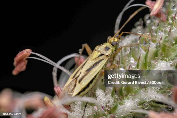 437 Pest Doctor Stock Photos, High-Res Pictures, and Images - Getty Images