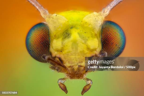 close-up of insect - ojo compuesto fotografías e imágenes de stock