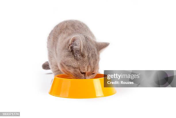 katzenjunges hat eine mahlzeit - cat on white stock-fotos und bilder