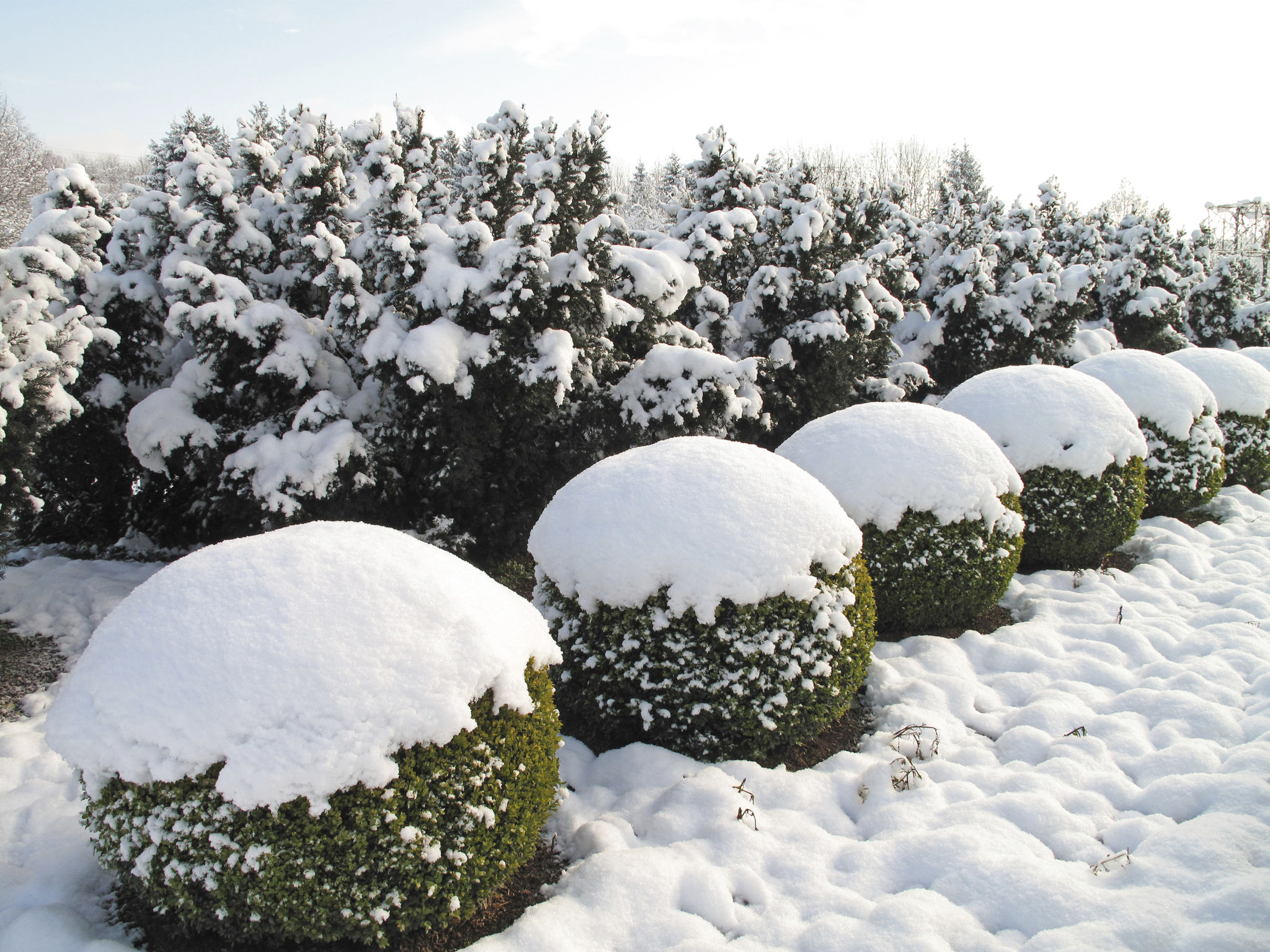 Buxus balls and yew trees Buxus balls and yew trees