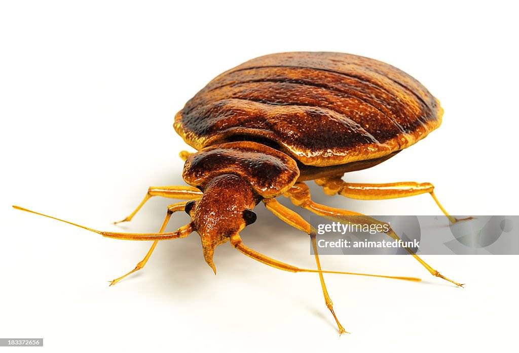 Bedbug