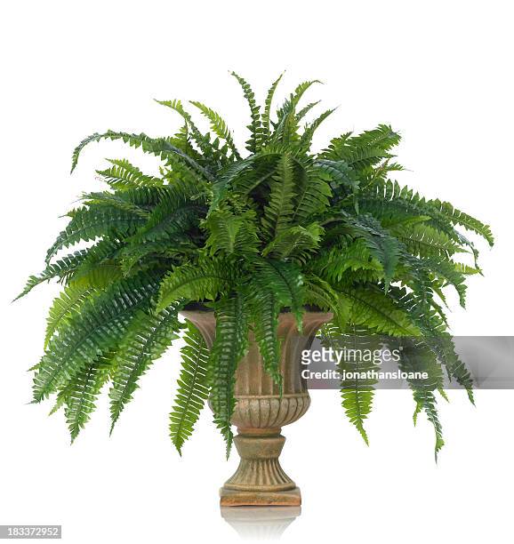 fern in an urn on a white background - fern stock pictures, royalty-free photos & images