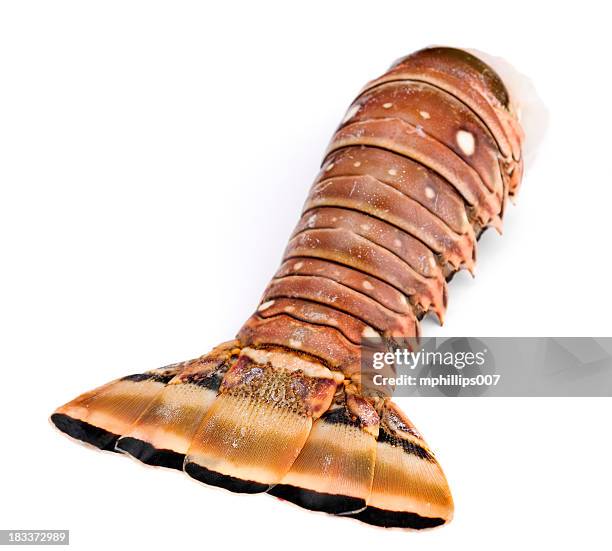 lobster tail - stjärtfena bildbanksfoton och bilder