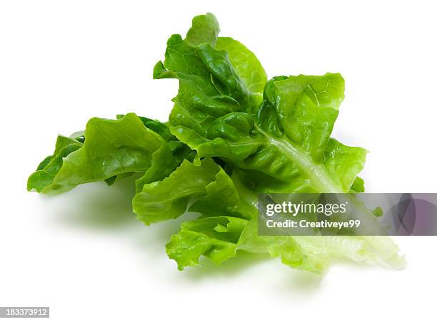 lechuga de hoja verde - lettuce fotografías e imágenes de stock