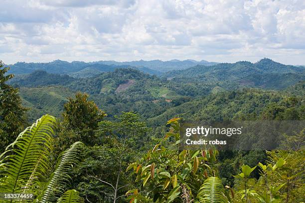 view over jungle in borneo, malaysia - eiland borneo stockfoto's en -beelden