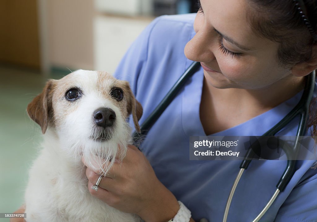 Jack Russell réconfortant par vétérinaire en Clinique vétérinaire