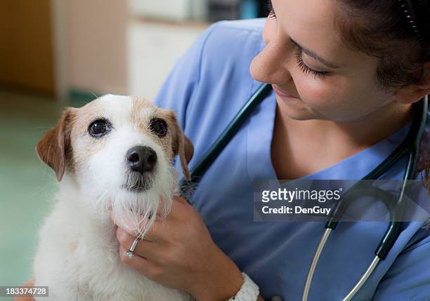 jack russell réconfortant par vétérinaire en clinique vétérinaire - jack russel photos et images de collection