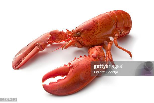 pescados y mariscos: langosta - lobster fotografías e imágenes de stock