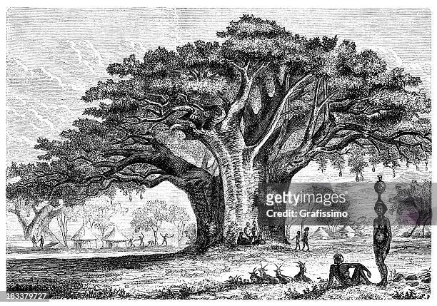 african baobab tree adansonia digital engraving 1870 - baobab stock illustrations