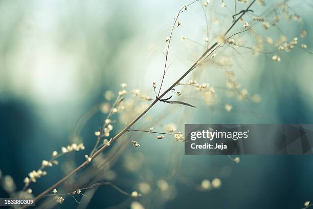 meadow - macro flower stock pictures, royalty-free photos & images