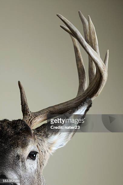 half whitetail deer head - antlers stock pictures, royalty-free photos & images