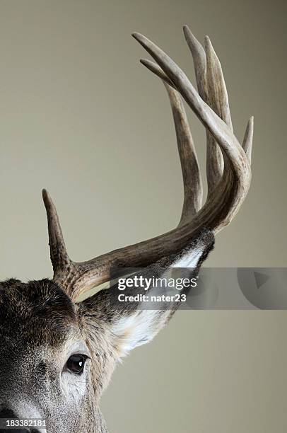 half whitetail deer head - antler 個照片及圖片檔