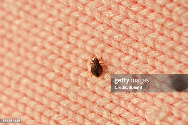 insecto de cama - chinche fotografías e imágenes de stock