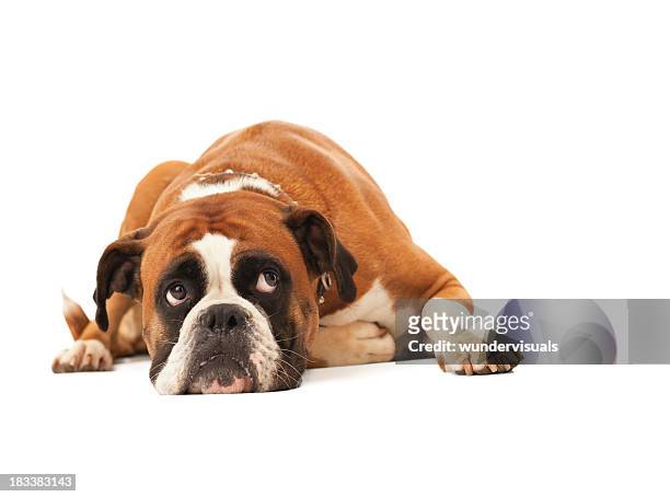 english bulldog lying down and looking up - lying down stockfoto's en -beelden