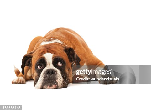 English bulldog lying down and looking up English bulldog lying down and looking up