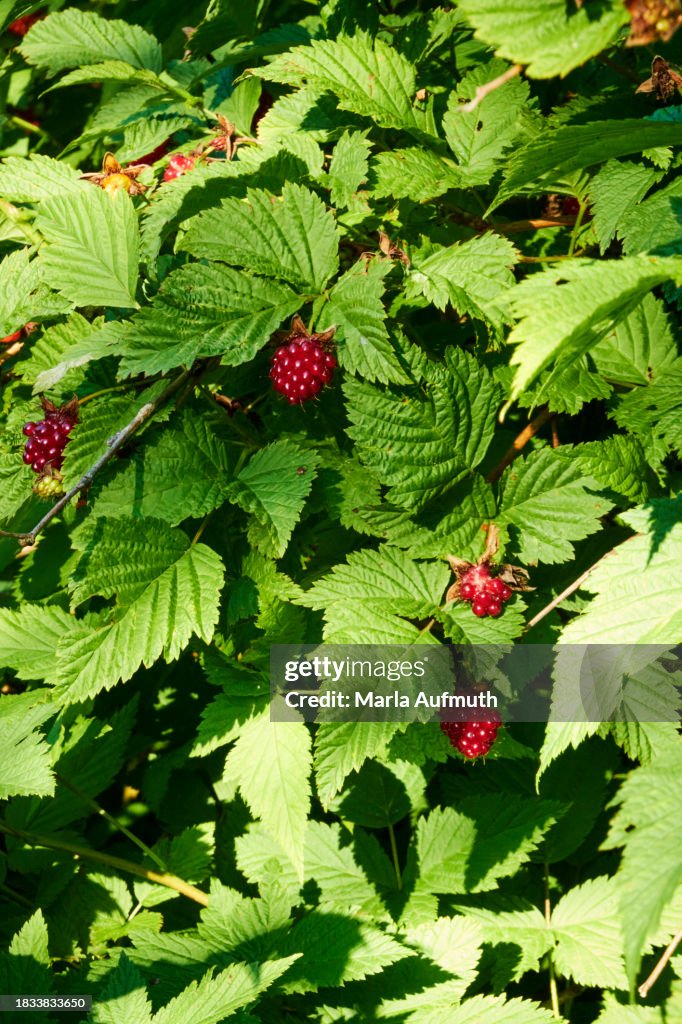 Alaskan wild salmonberries.