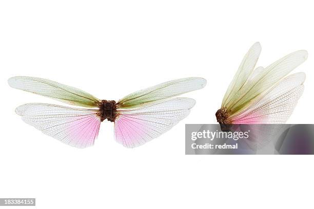 wings - fairy costume stock pictures, royalty-free photos & images