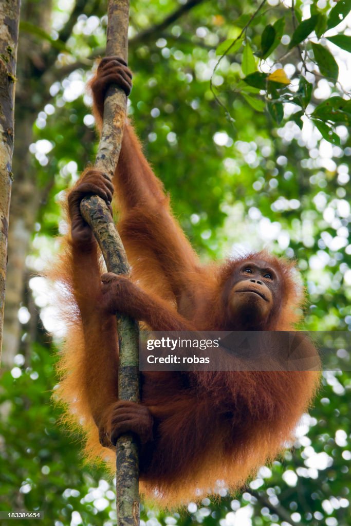 An orangutan in Borneo in Malaysia