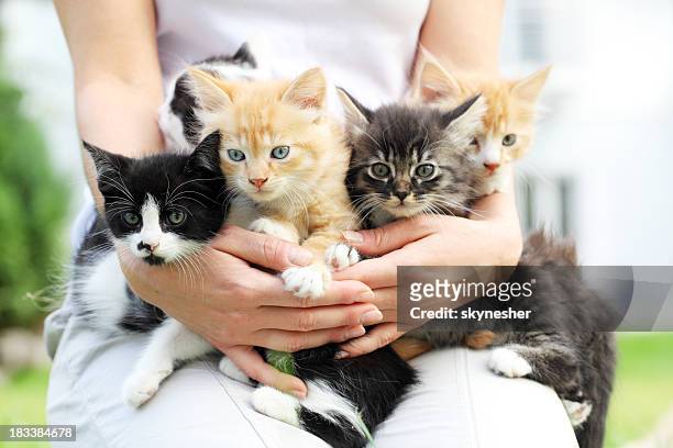 person holding little cats in arms. - kitten stock pictures, royalty-free photos & images