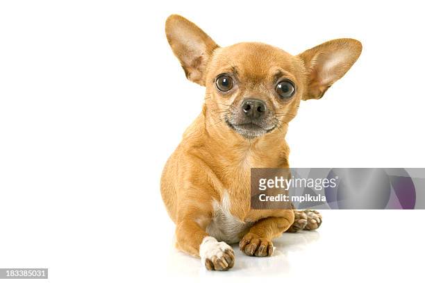 143 Chihuahua Short Hair Photos and Premium High Res Pictures - Getty Images