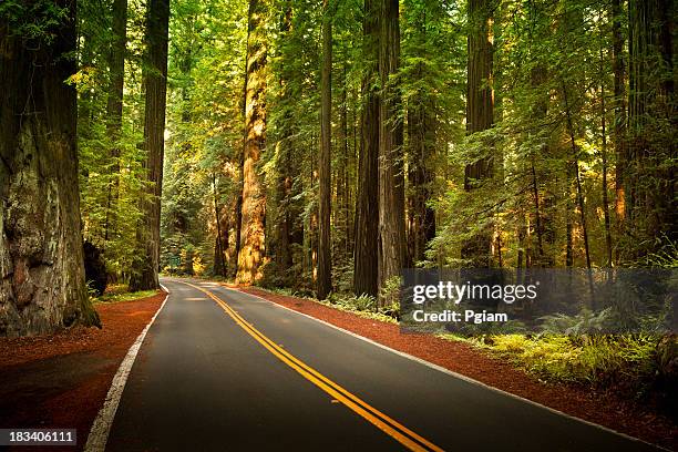 camino a través de los enormes redwood trees - humboldt redwoods state park fotografías e imágenes de stock