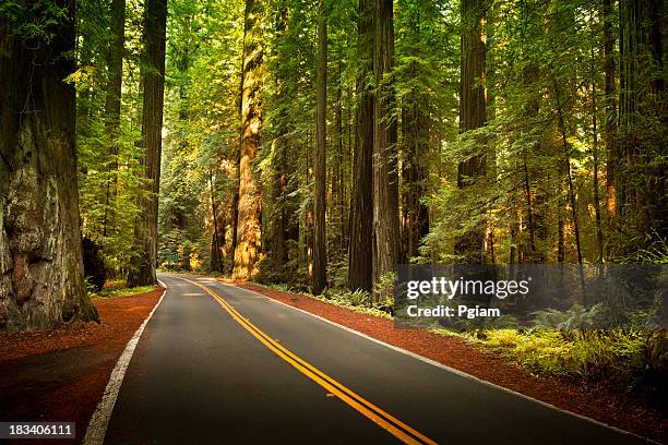 road through the huge redwood trees - humboldt redwoods state park stock pictures, royalty-free photos & images