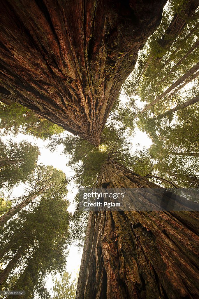 Regarder une dense forêt de Séquoia