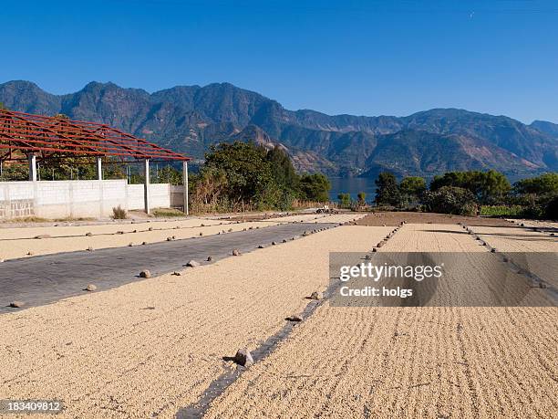 kaffeebohnen auf trocken - guatemala stock-fotos und bilder