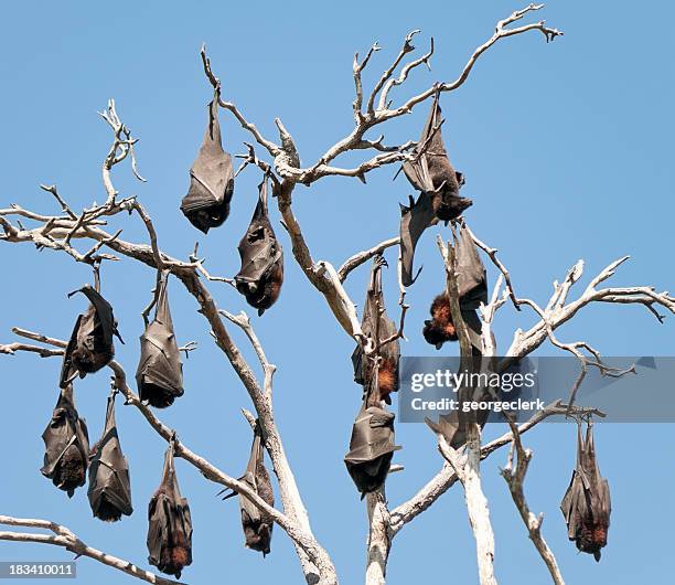 bats hanging out together - bruin pak stockfoto's en -beelden