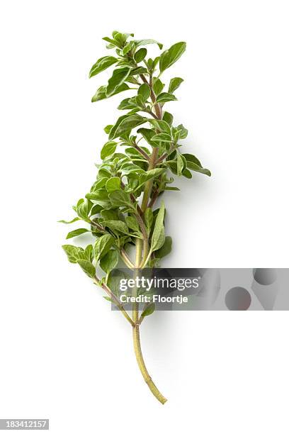 fresh herbs: oregano isolated on white background - oregano 個照片及圖片檔